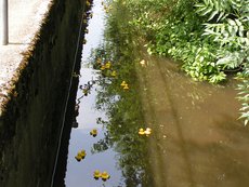 Entenrennen___12_