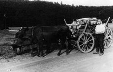 Holztransport mit Kuhgespann, Borndrosse Heine