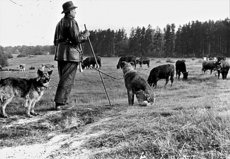 Viehauftrieb mit Erich Tross