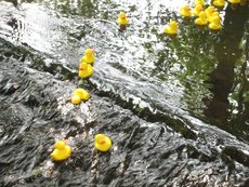Entenrennen___49_