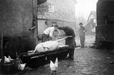 Die Sau liegt auf dem Trog