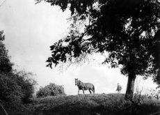 Jakob_Biemer_beim_pfluegen_auf_dem_Eselsberg