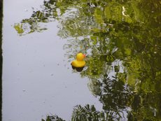 Entenrennen___11_