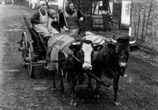 Hedwig, Balduin und Phillipine Droß um 1939 