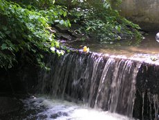 Entenrennen___15_