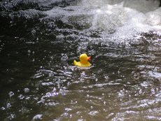 Entenrennen___19_