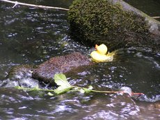 Entenrennen___20_