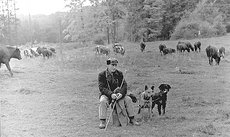 Kuhherde_und_Hirte_Josef_Schoen_1961