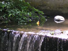 Entenrennen___14_