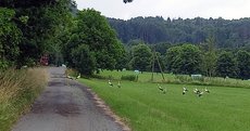Storchenbesuch_in_Holzhausen_am_24