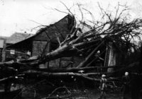Die vom Sturm gefällte Linde iun Holzhausen
