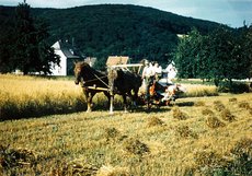 07-Schmidts_Oskar_und_Betzersch_Jakob_auf_dem_Getreidebinder