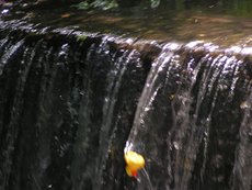 Entenrennen___16_