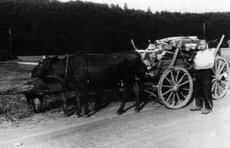 Heinrich Dross mit Brennholzfuhre