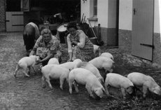 v. l.: Schweinerei bei Zutt mit Lottche und Tochter Liesellotte (ca. 1950)