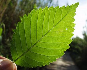Blatt einer Feldulme