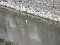 Entenrennen___25_