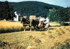 Schmidts Oscar und Betzer'sch Jakob bei der Getreideernte